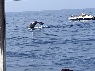 Photos of Muthu Tours Mirissa