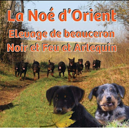 Photo n°1 de La Noé D'orient à Chalette-sur-Voire (Hébergement)