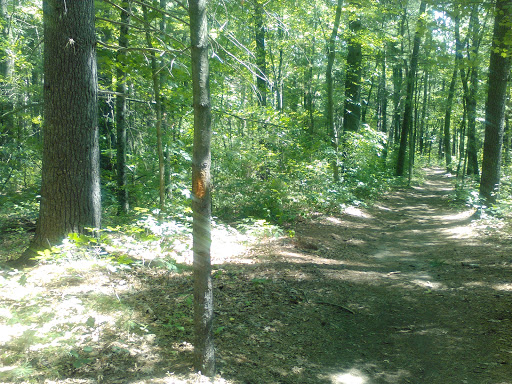 Tamarack Bog