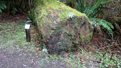 Cathedral Tree