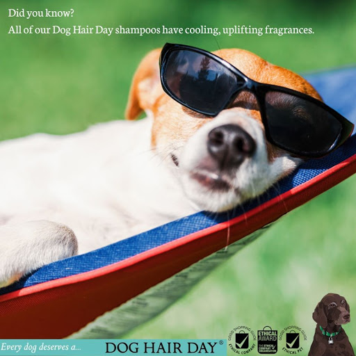 Dog Hair Day - Thumbnail