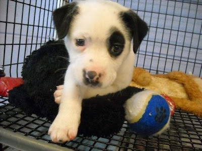 Love at First Sight! Puppy and Kitten Adoption Center