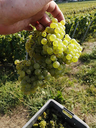Photo n°18 de Champagne Geoffroy Pascal à Fèrebrianges (Établissement vinicole)