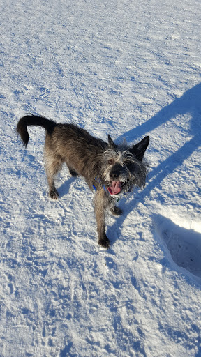 Fairbanks Dog Park Davis Rd - Thumbnail