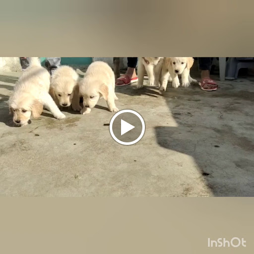 🐶Top quality golden retriever male female puppy Available post image