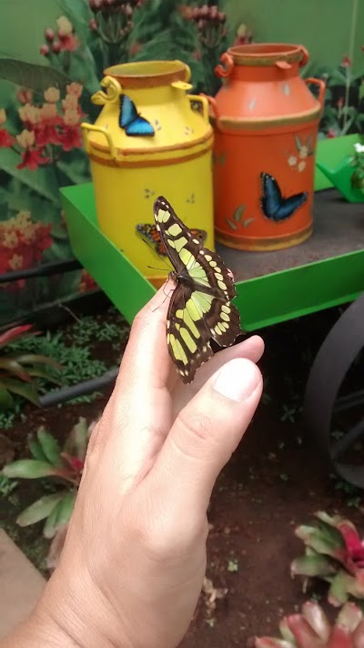Photos of Butterfly Kingdom