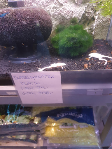 Neonfisken