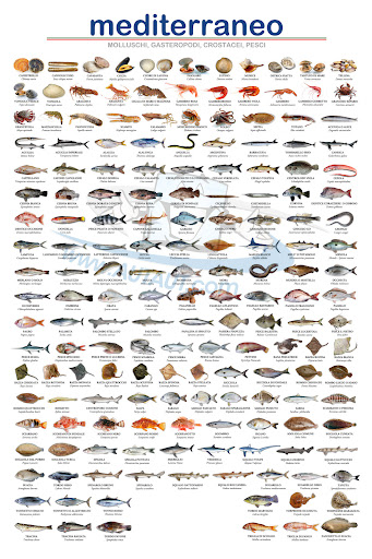 PESCHERIA ZOAGLI KING FISH - Thumbnail