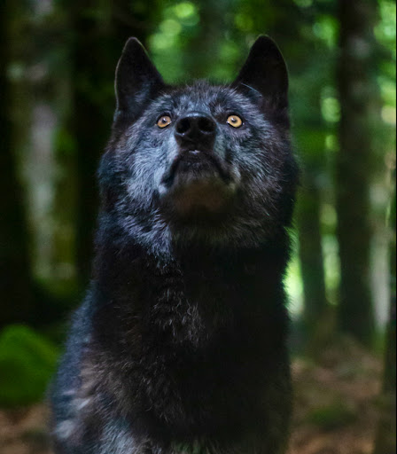 The House of Wolves