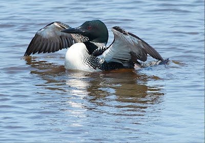 Photos of Seney National Wildlife Refuge