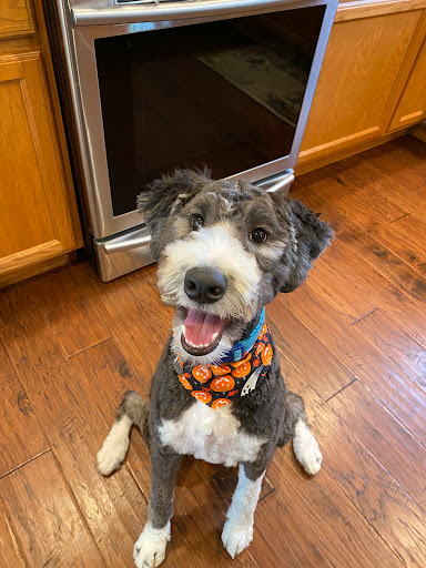 Deschutes Animal Clinic Gallery - United States