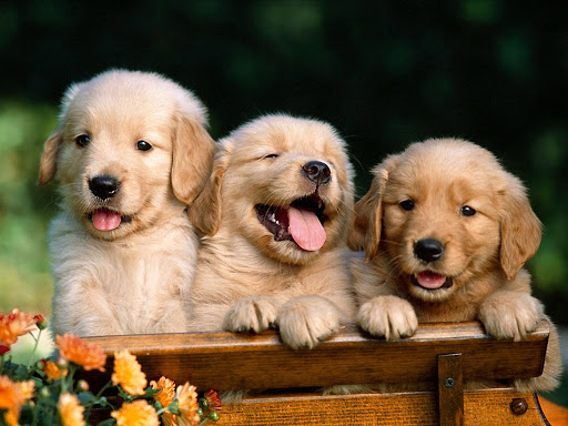 Shadyrock School For Dogs