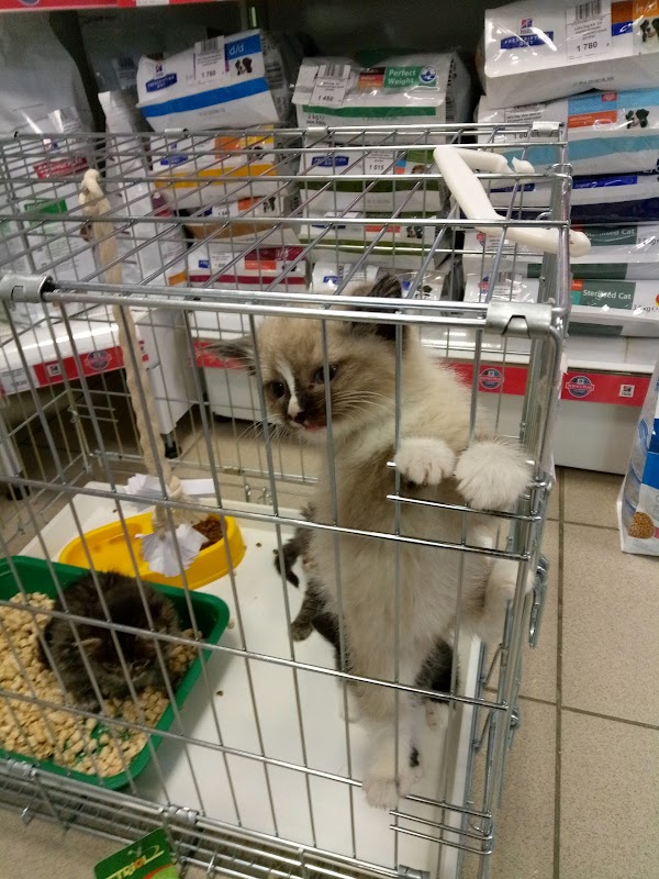 нижний тагил какие зоомагазины принимают животных. медведи. животные нижний тагил. приют для животных нижний тагил. природа нижний тагил зоомагазин.