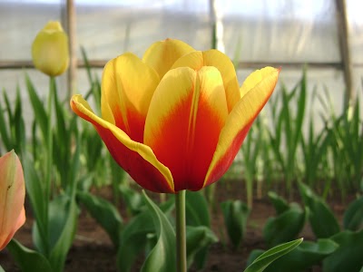 Photos of Plantas y Flores TRANAHUILLIN