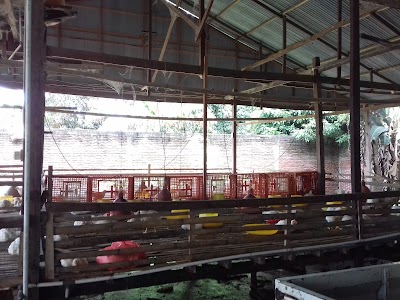Photos of MITRA UNGGAS CILELLANG