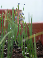 CoqliPot Vente De Plants De Légumes Bio Et De Plants Horticoles à Argelos