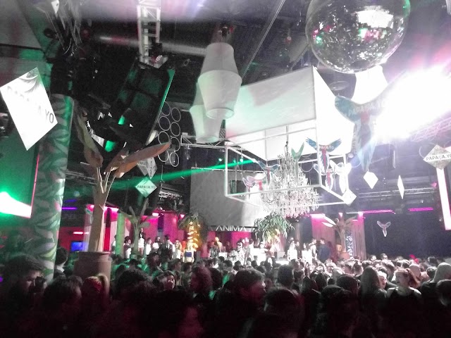 Anima Club