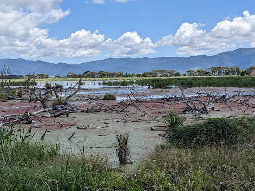 Boggy Pond Wairarapa Moana Wetlands - Thumbnail