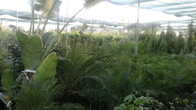 Photos of Warsan dubai nursery