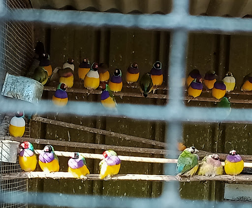 Bird and Fish Place - Thumbnail