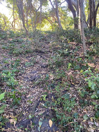Prince of Wales Walking Track - Thumbnail