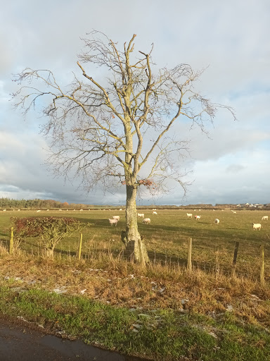 Chirnside - Visual