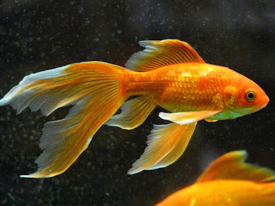 Halmstad zoologiska Viktoriagatan 12, 302 45 Halmstad, Sverige