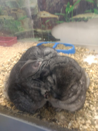 GrandPET Boutique Gallery - Mexico