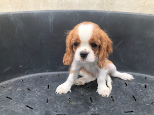 Photo n°1 de Le nid Douillet à Munchhouse (Éleveur de chiens)