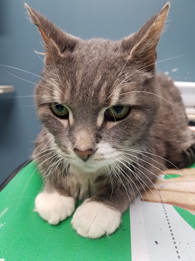 Capitol Illini Veterinary Services - Chatham - Thumbnail