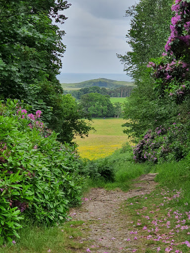 Sheringham Wood (Bottom Access) - Thumbnail