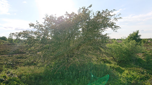 Minnie's Tree - Thumbnail