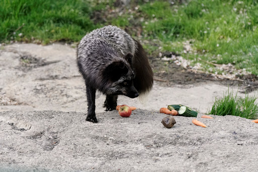 Silberfuchs-Anlage - Thumbnail