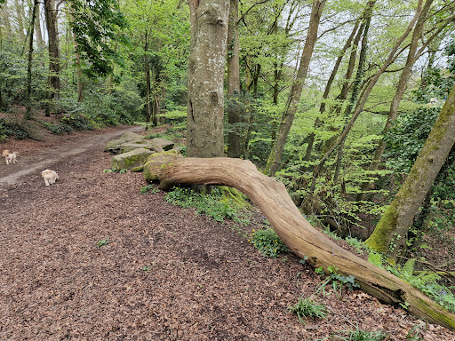 Ford Woods - Thumbnail
