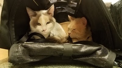 Photos of Your Family Veterinarian