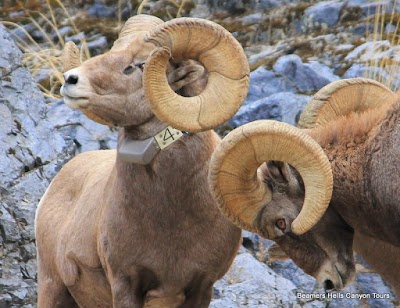 Beamers Hells Canyon Tours