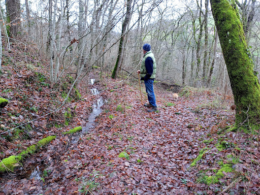 La forêt de Mana - Thumbnail