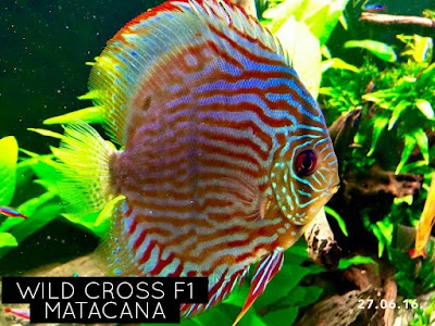 Photos of Aquarium Design