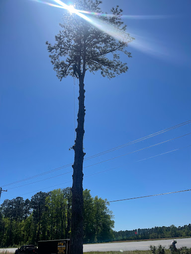 Premier Services Tree & Stump removal - Thumbnail