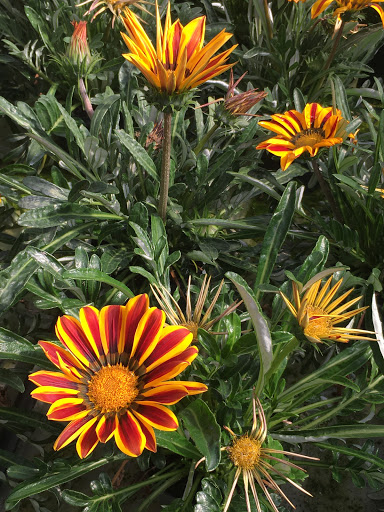 Floricoltura Montin di Montin Federico - Thumbnail