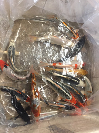 Frisby Fish Farm - Thumbnail