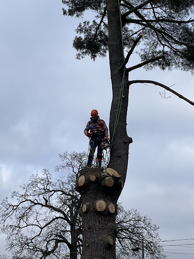 Bloomfield Tree Co. LLC