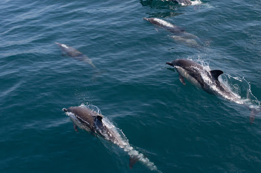 Condor Express Whale Watching Gallery - United States