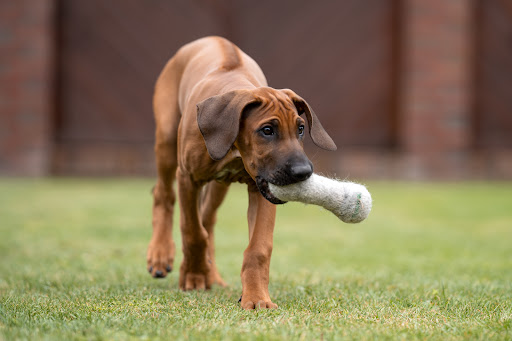 herzundhund