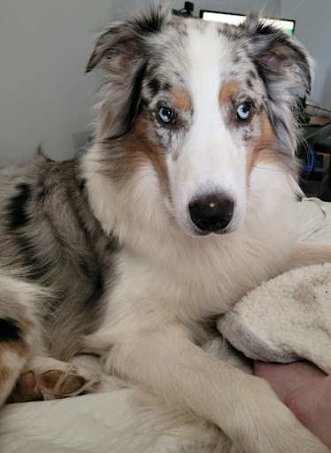 Wyoming Animal Hospital - Thumbnail