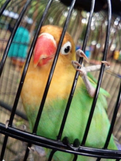 Photos of Hutan Lindung Sungailiat
