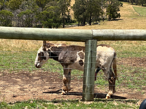 Smart Animal Sanctuary & Rehoming Centre