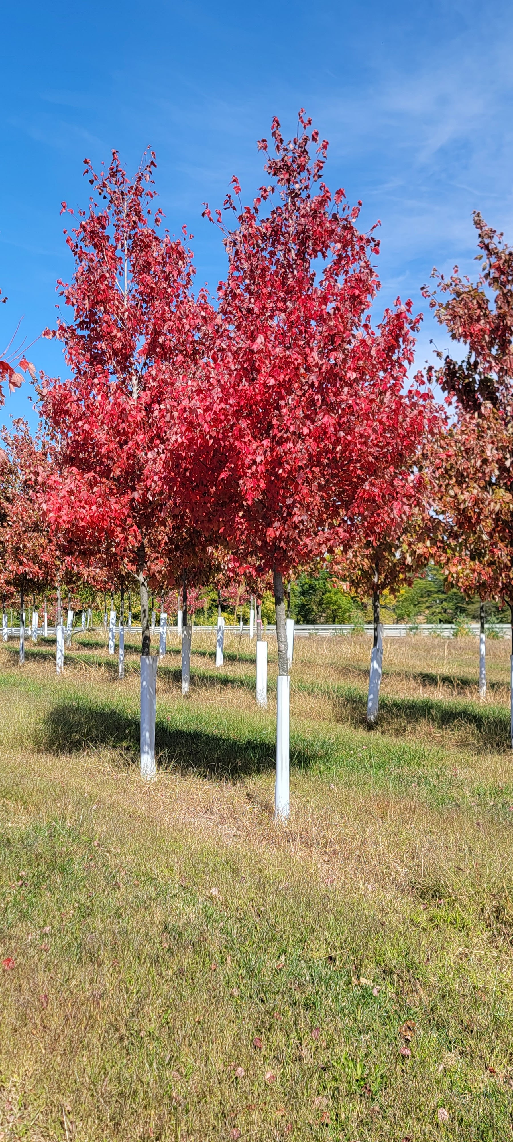 Gingerich Tree Farm