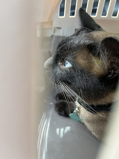 Pet Vet Animal Hospitals - Baybrook Mall - Thumbnail