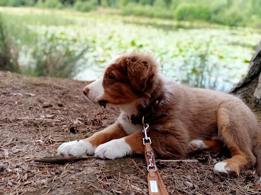 | TIWAP | Tier | Wald | Pädagogik | Plus - Thumbnail
